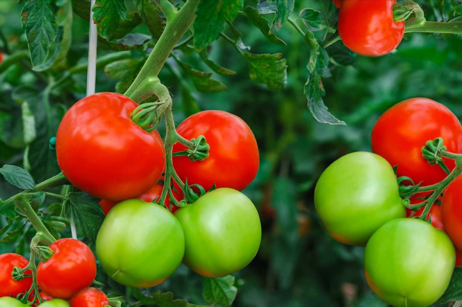 Health Benefits of Tomatoes.